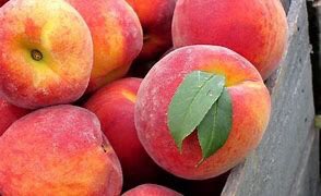 Saturday, July 21, 7am-12pm the 21st &amp; Ridge farmers market will have fresh Kansas peaches! #Peaches #kansas #grown #farmersmarket