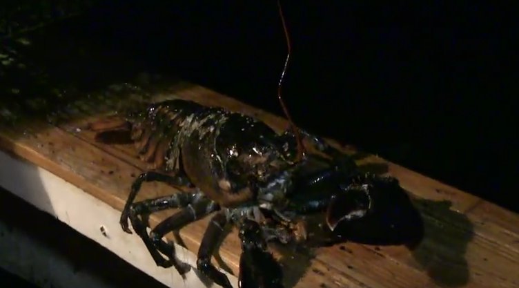 gordoncollege's tweet photo. Some places teach you how to eat a lobster. Here on CapeAnn, we'll show you how to catch one. https://t.co/3waZ7dhL7O #LifeOnCapeAnn #MarineLife #AtlanticOcean #ConnectedToTheOcean https://t.co/8gO8CkT1Pd