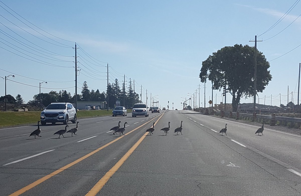 #shoutout to my fellow drivers on Davis Drive in #newmarket this morning who stopped to let these geese cross the street. #AnimalLove