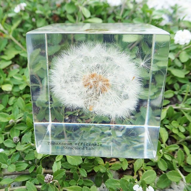 生体構造研究所 Biostru Lab ヤフオク出品 T Co Rfgakqjn09 タンポポの綿毛 を樹脂に閉じ込めました 綿毛の一本が飛び立とうとしているのが工夫です モルフォ蝶イアリングは落札済み 暇なのでまた創りました 本業よりこっちの方が