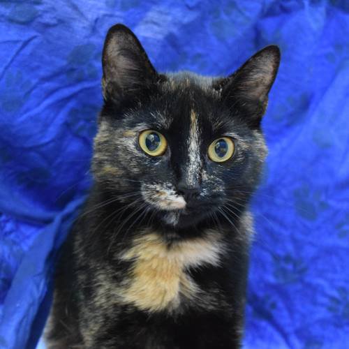 Meet Fern! Fern is an affectionate cat who makes friends quickly and is looking for a home where she can continue to blossom. Find out more here: bit.ly/2JDM35D Can you help her find a home?