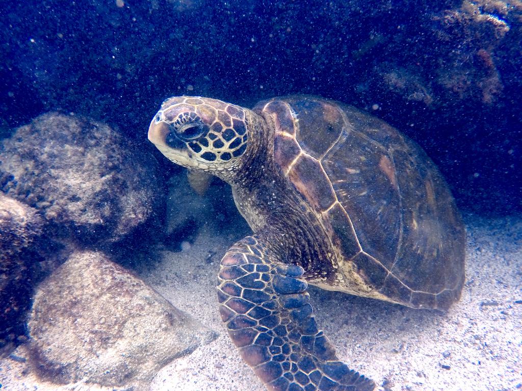 EA_Ecuador's tweet photo. #TeamGuayas have loved every minute of the Galápagos... We are now on our way to the Cloud Forest for more Project work! 💪🏼🌳 https://t.co/PF56izjwLz