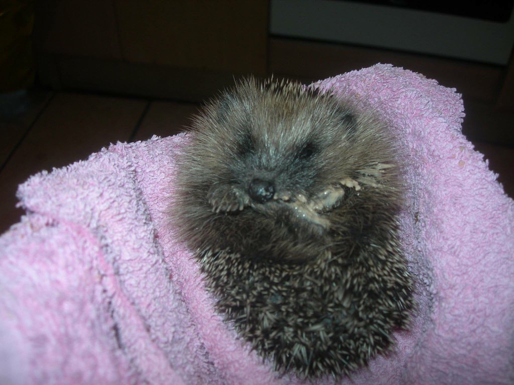 3 more new arrivals, they just keep coming! So many poorly babies, such long days with the 4 hourly feeds and meds just not enough hours in the day! running low on everything and stress levels through the roof but just looking at their faces makes it bearable! #helpthehedgehogs