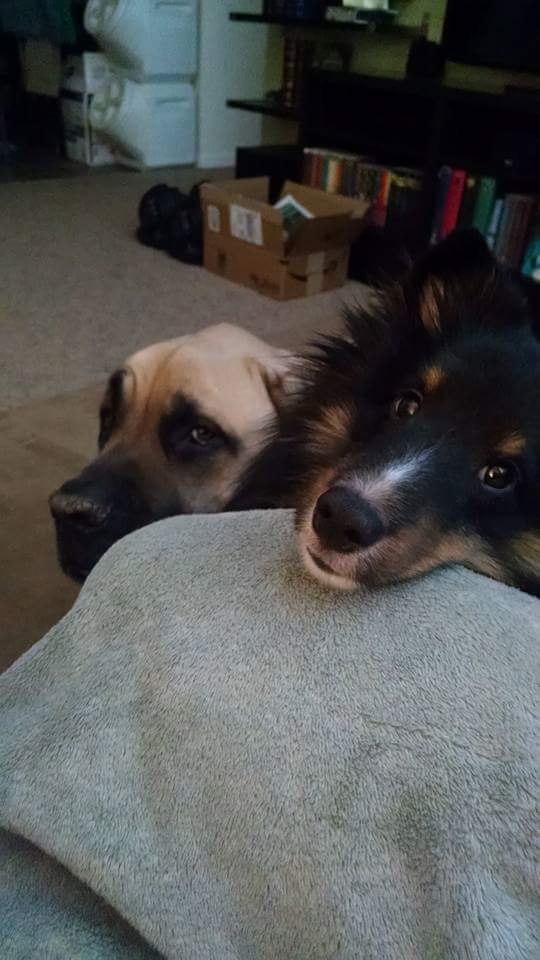SpotTheStriker's tweet photo. It warms my heart to see so many people embracing #BungieZoo @BungieZoo #DogsofDestiny A few morning troublemakers~ https://t.co/DKu8Ctde0q