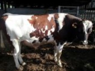 #FridayFocus - Bull Breeding Soundness Examination

Bulls are responsible for 50% of your herd’s fertility. A fertile bull should be able to serve 50 disease free, cycling cows and get 95% of them in calf in 9 weeks. 

To read more click here - bit.ly/2uF33DS