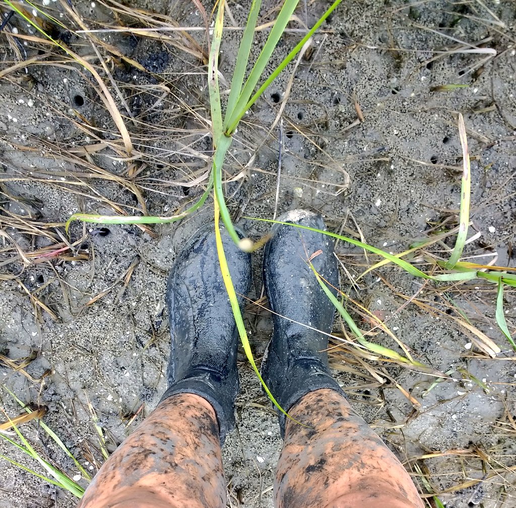 kellydobroski's tweet photo. I love my job 🌱 Another day in the marsh collecting stem heights and density to see how accurately our drones capture these measurements! Big picture: coastal monitoring with less impact #FridayFieldDays #drones4good #WeAreDukeEnvironment @MarineUAS https://t.co/XfLQvYxHKr