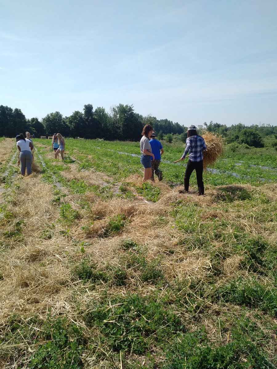 GuelphVillage's tweet image. A great experience, getting straight to some work! group two at a tea workshop @ignatiusfarmcsa @ConEdUGDSB #experiential #growingskills