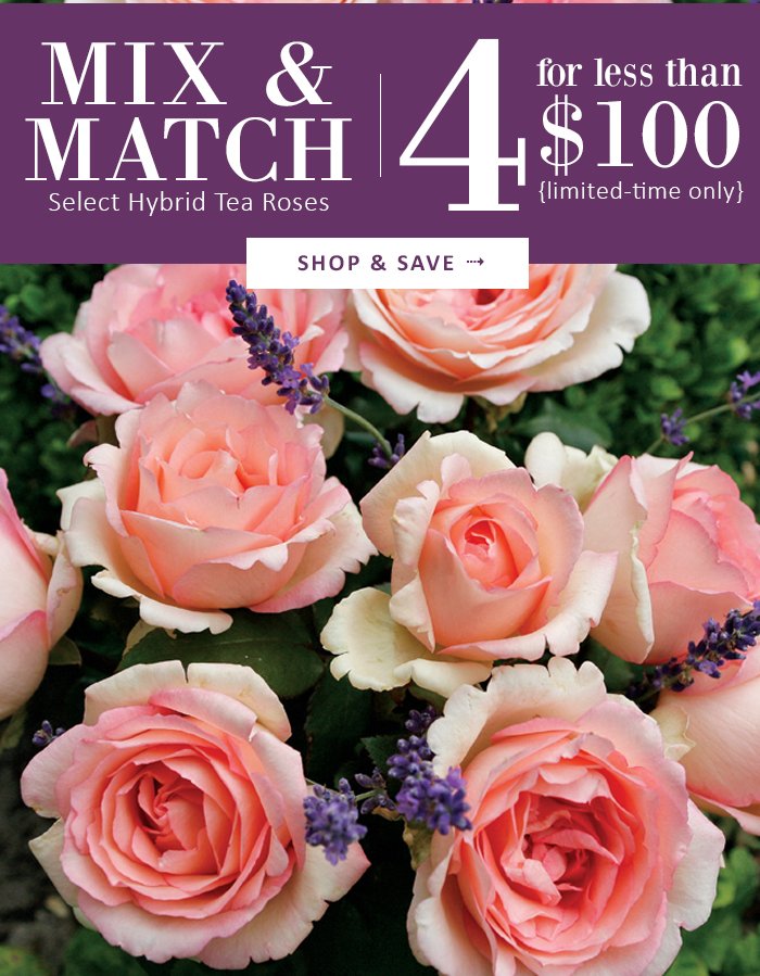 JacksonPerkins's tweet photo. Mix & Match Roses are Back! #gardenchat #rosechat #JProses #rosegarden --> https://t.co/2VR3HxY495 https://t.co/dhUeUCch5l