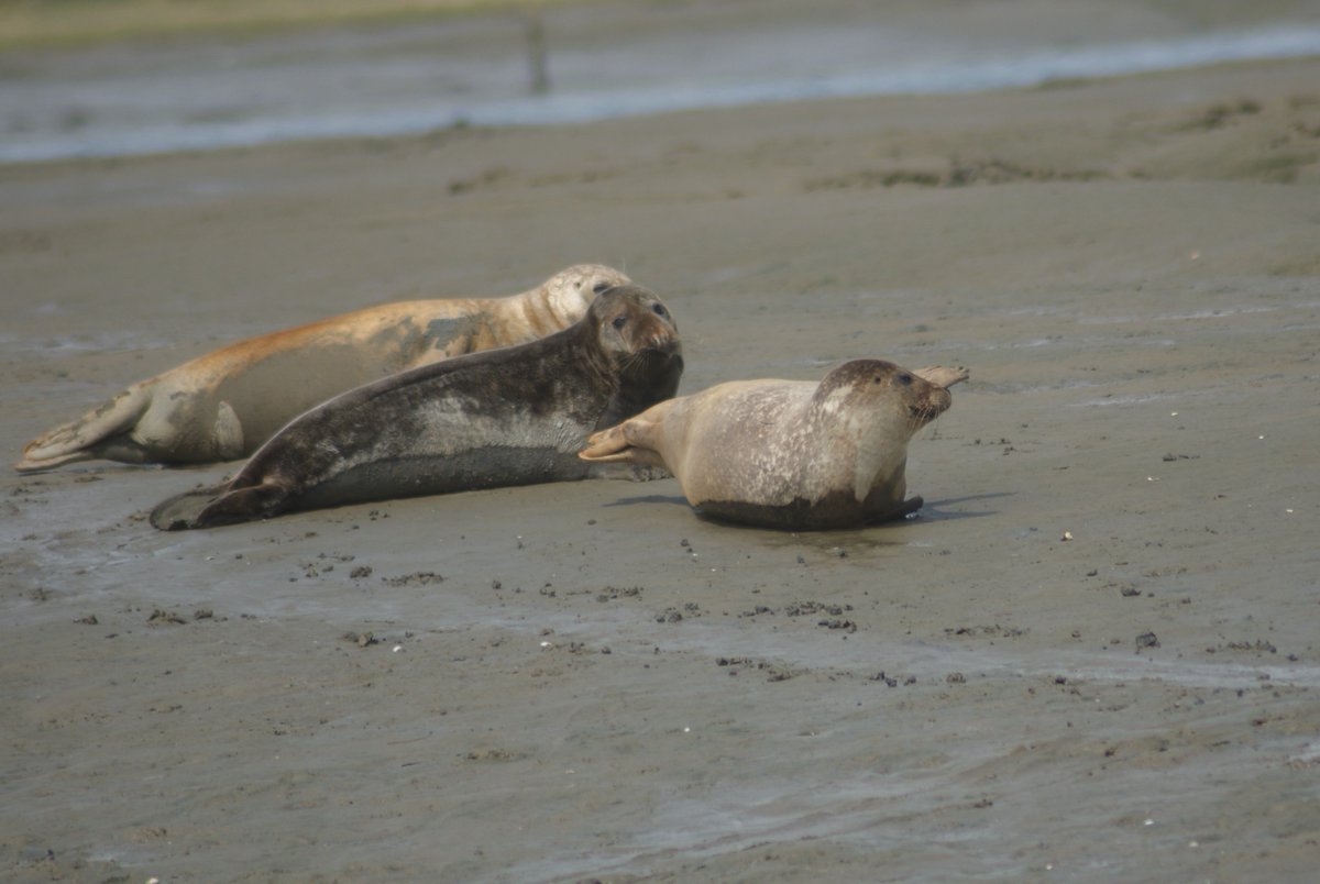 James27cole's tweet photo. Seals in Chichester Harbour yesterday from the Solar Heritage https://t.co/bCEd5OoSQ4