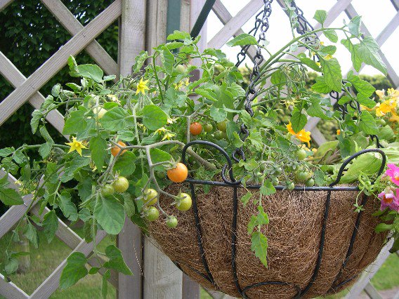 Garden Organic tweet media