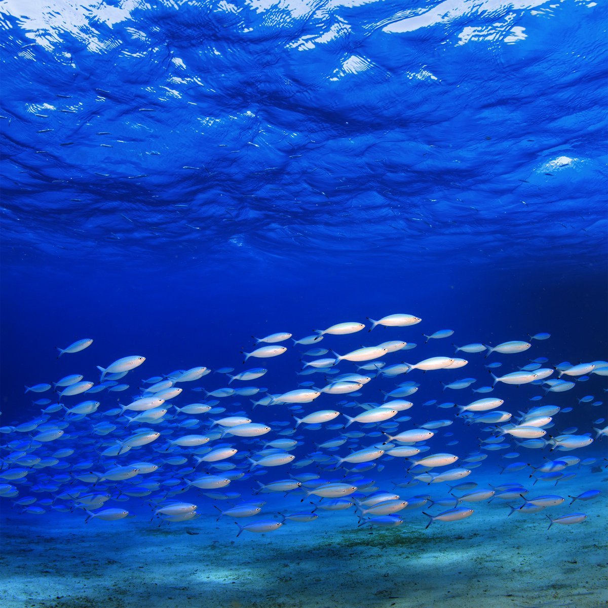 ICTSD's tweet image. .@wto negotiators will consider subsidies to #IUU fishing next week; read #ICTSD analysis on #policyoptions for building #fisheries subsidies rules focused on IUU fishing: bit.ly/2uMvJdB