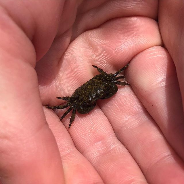 johnaowens's tweet photo. Tiny crab #crab #tinycrab 201/365 https://t.co/xHoCFd3W5d