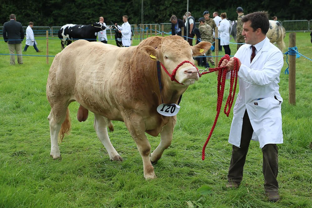 InNantwich's tweet photo. @NantwichShow #NantwichShowWhatsOn : The Cattle Section sees a wonderful display of cattle of superb quality at Nantwich. Buy tickets here: https://t.co/e5fhQpKxM1 https://t.co/W3RWlGkt7P