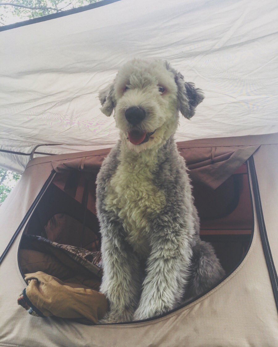 brotherslee's tweet image. Follow basil 🌿 on instagram 😃😃instagram.com/basilthesheepd…