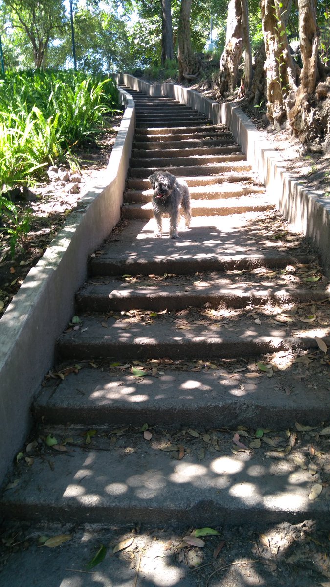UlTadeo's tweet photo. ¡Feliz día de nuestros amados incondicionales compañeros! ¡Porque amamos a los #perros! ¡#DogDays! https://t.co/CAq3rPNLDu