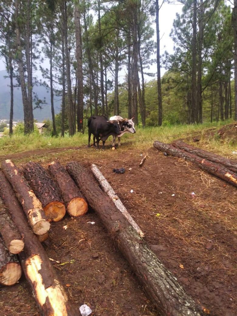 FrarmanG's tweet photo. Atención @ambienterd destruyen la principal zona boscosa de la ciudad de Constanza de manera acelerada. https://t.co/CtTh3HKLSS