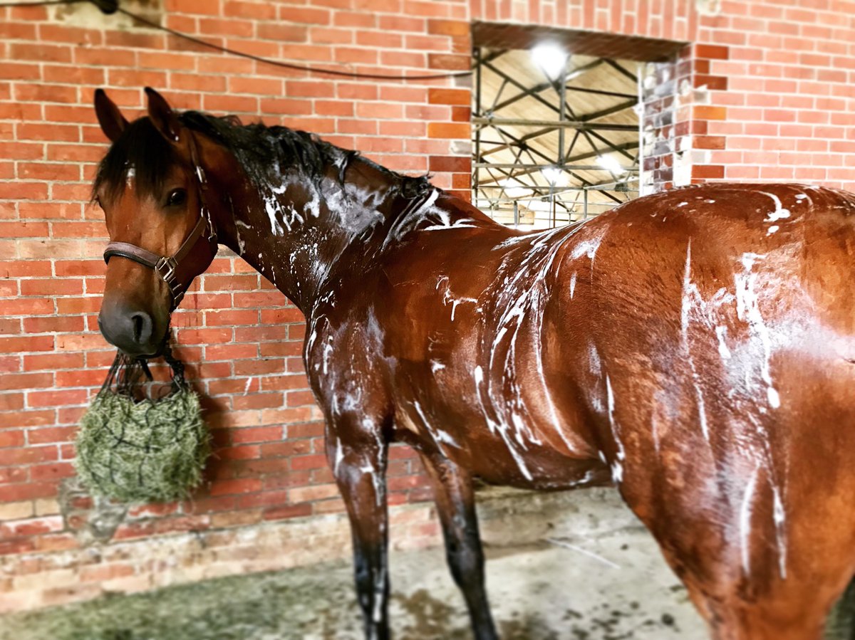 meandeweblog's tweet photo. Getting regionals ready... #shinypony #dressage #regionalchampionships #bictonarena #advancedmedium #holsteiner https://t.co/ajjJu3YpqQ