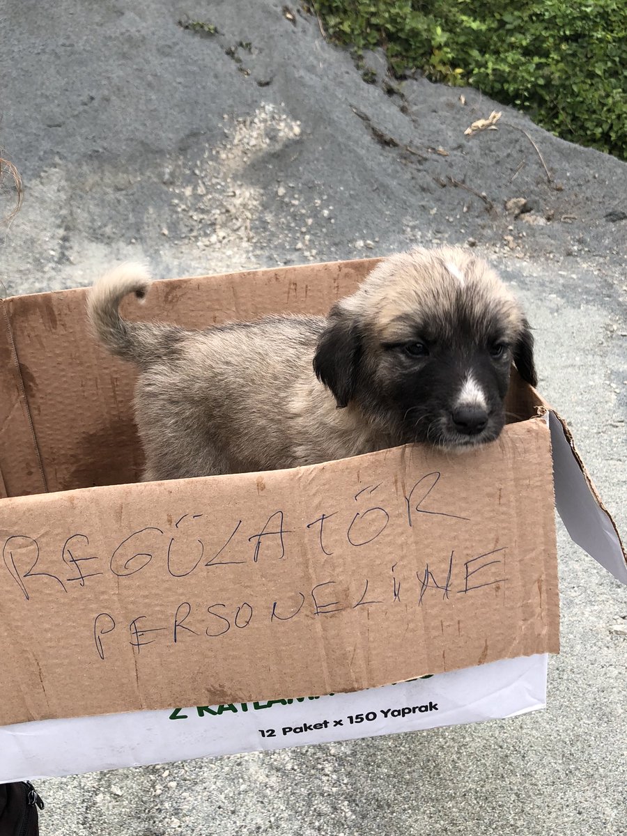 Ordu şehir merkezinden toplanıp Melet Vadisi boyunca HES ve yol şantiyelerine bırakılan onlarca köpek var. Kulakları belediye tarafından küpeli hayvanlar kötü durumdalar, üzgünler. <a href="/OrduBBld/">Ordu Büyükşehir Belediyesi</a> sahipsiz hayvan politikanız nedir?