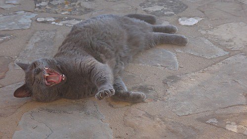 RussianBlueLuv's tweet photo. Russian Blue Frenzy - https://t.co/yuG3BaURPB https://t.co/TwMsKtPVzf