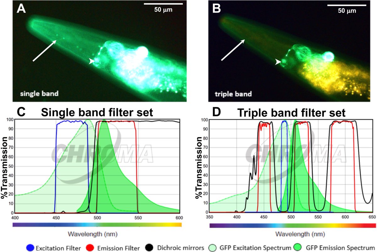 Collin Ewald (@collinewald) on Twitter photo Ever wondered how to overcome the gut #autofluorescence that increases with #aging or #heat shock and masks GFP to assess for instance nuclear localization of SKN-1::GFP in C.elegans. Check out our protocol <a href="/bioprotocolbyte/">Bio-protocol</a>. Congrats to <a href="/Alincaro_T/">Alina Teuscher</a>.<a href="/ETH_en/">ETH Zurich</a>.bio-protocol.org/bio101/e2940 Ever wondered how to overcome the gut #autofluorescence that increases with #aging or #heat shock and masks GFP to assess for instance nuclear localization of SKN-1::GFP in C.elegans. Check out our protocol <a href="/bioprotocolbyte/">Bio-protocol</a>. Congrats to <a href="/Alincaro_T/">Alina Teuscher</a>.<a href="/ETH_en/">ETH Zurich</a>.bio-protocol.org/bio101/e2940