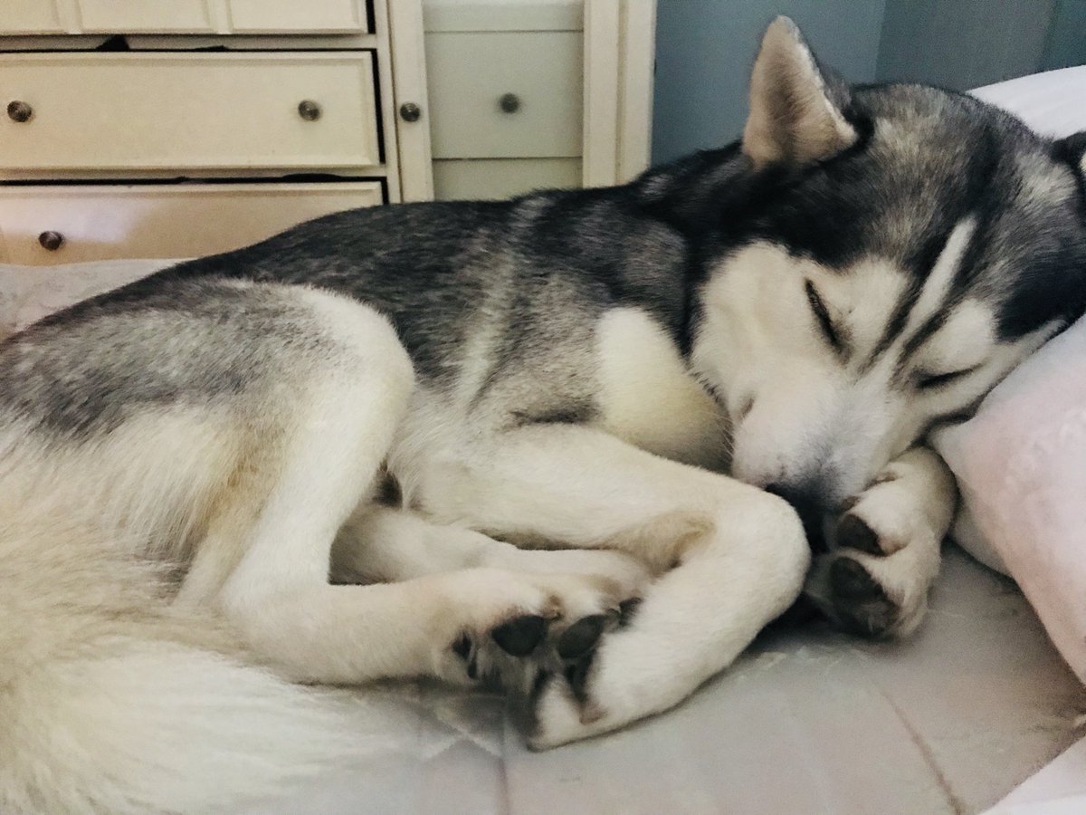JakeBellalove1's tweet photo. My sleeping baby boy... I just want to kiss you and hug you and love you all over... 💕#dogs #Sleepyhead #pets #dogsarefamily #dogslife #husky #furbaby 😘 https://t.co/iBROa9aI03
