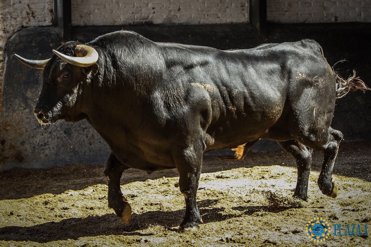 ▪️MADRID | Sale el 1º del lote de  #Juanito de nombre Pícaro nº 36 de la ganadería de #coutodefornilhos de 461 kg 

#hoytoreajuanito 🤞🍀
