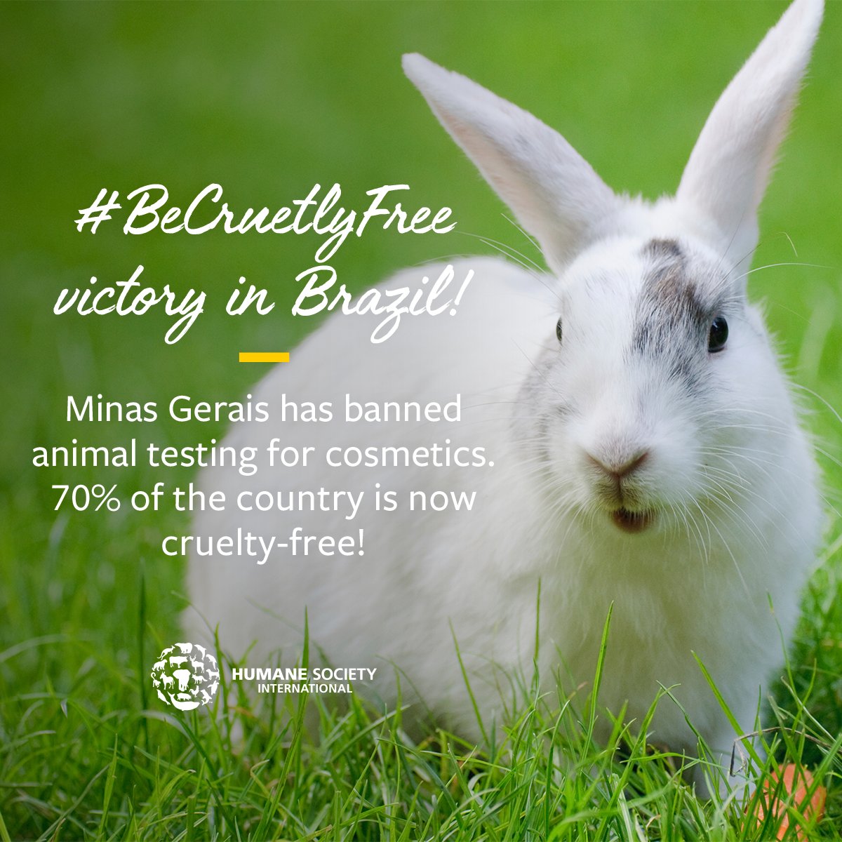 humaneworldnews's tweet photo. Victory! 🎉 After months of HSI working with Assembly Members &amp; years of campaigning to #BeCrueltyFree, the Brazilian State of Minas Gerais has banned cosmetic animal testing! Details: https://t.co/fYzcpxIIVA https://t.co/AyAtexZLzq
