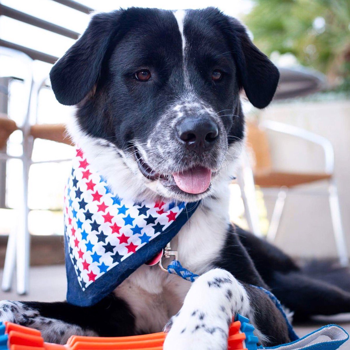 It’s Friyay! Woo! Bring your furry friends over and let’s celebrate on the patio. 🎉🐕📷 finnigan_mcfluffin