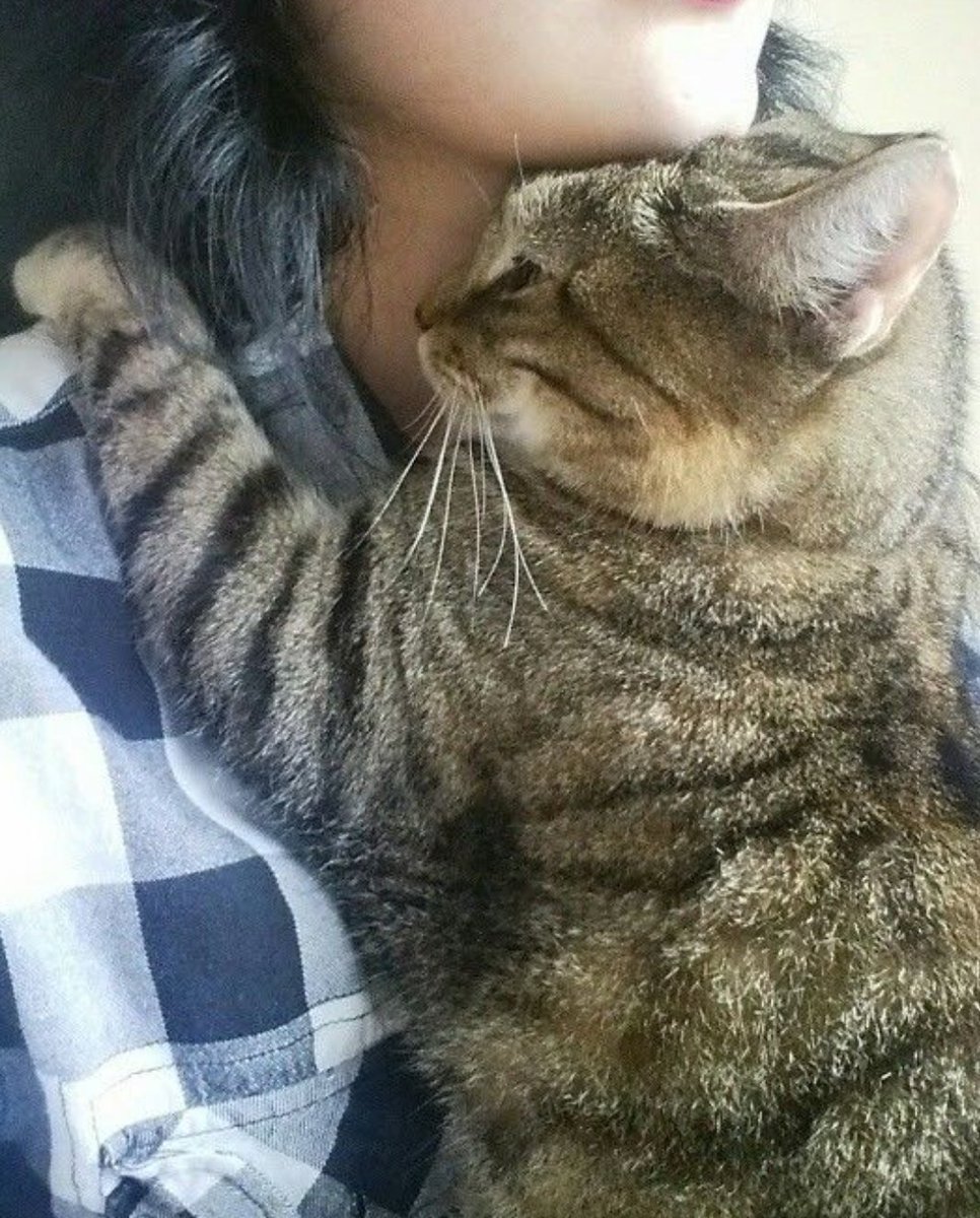 BentleyMccat's tweet photo. #CatsOfTitter #FeelGoodFriday?
๐พ๐พThe tweety thing is not working perrroperly, 2 catsleeps already. ๐พ๐พ just keeps coming & going like #FeelGoodFriday ๐พ๐พ Mummy is #NotPleased ... ๐ #NotFeelingGood .... mummy & I are going to have cat'n'human hugs. #CatHugs to all cats. ๐ป https://t.co/75OOeKMHVs