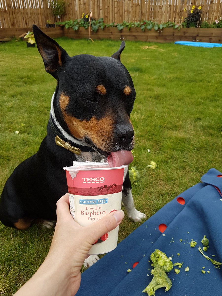 TheStofflet's tweet photo. Special treat to cool off. #TongueOutTuesday https://t.co/cuYk0STB2m