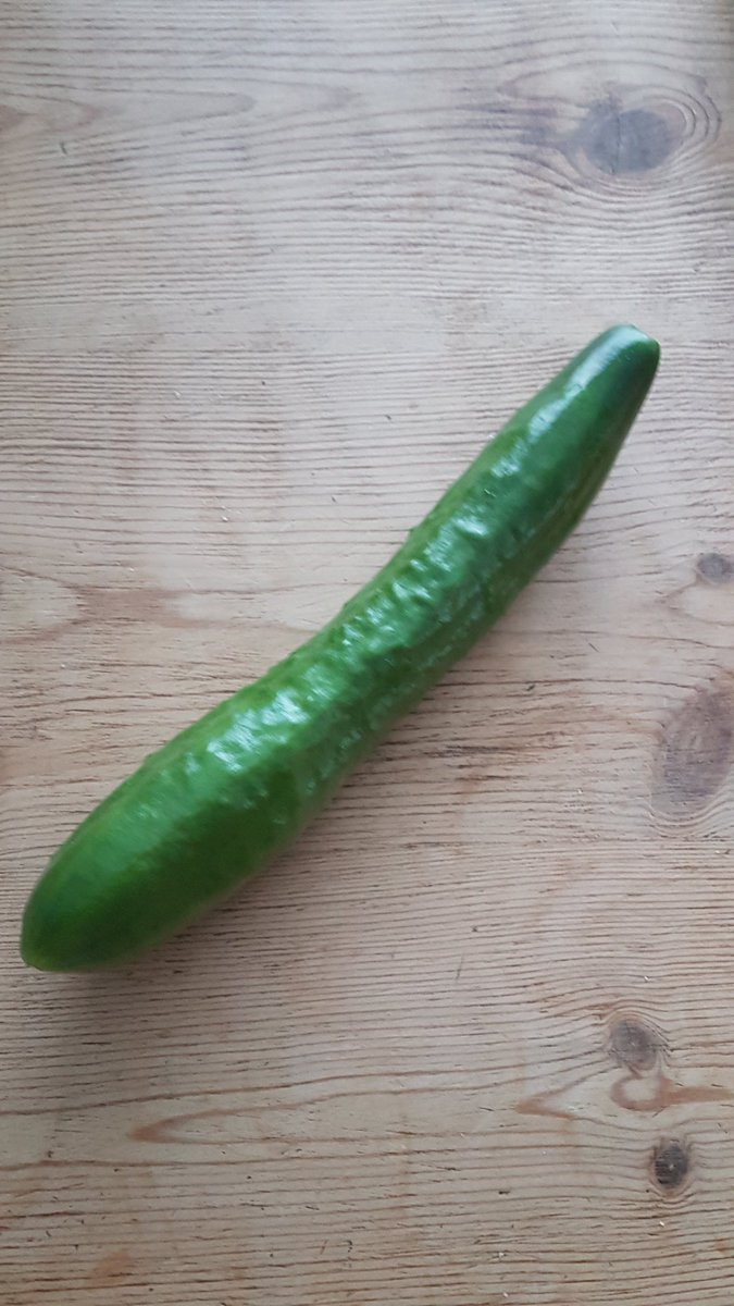 ForkingClueless's tweet photo. A cucumber!! A flippin cucumber!!! #ForkingClueless they said #NoForkingIdea they said. Easy!!! #gardening #greenhouse #GreenhouseAcademy https://t.co/M8Q4i9N3Ni