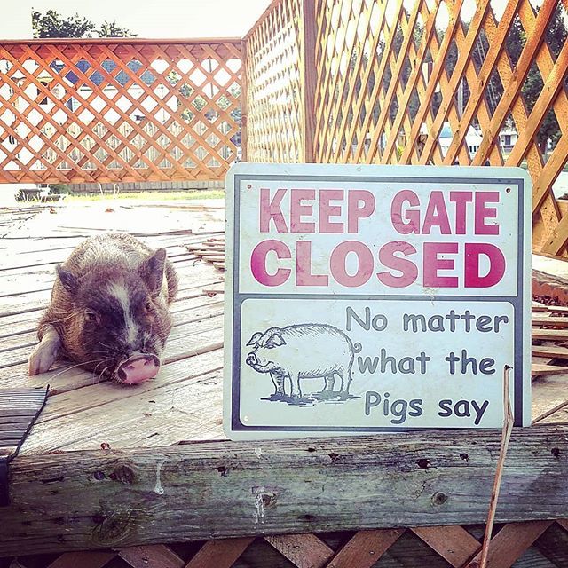 ChelseaMartin20's tweet image. Our next door neighbor in mine and Alex's apartment building. 🐖🐷❤ ift.tt/2zWgMv1