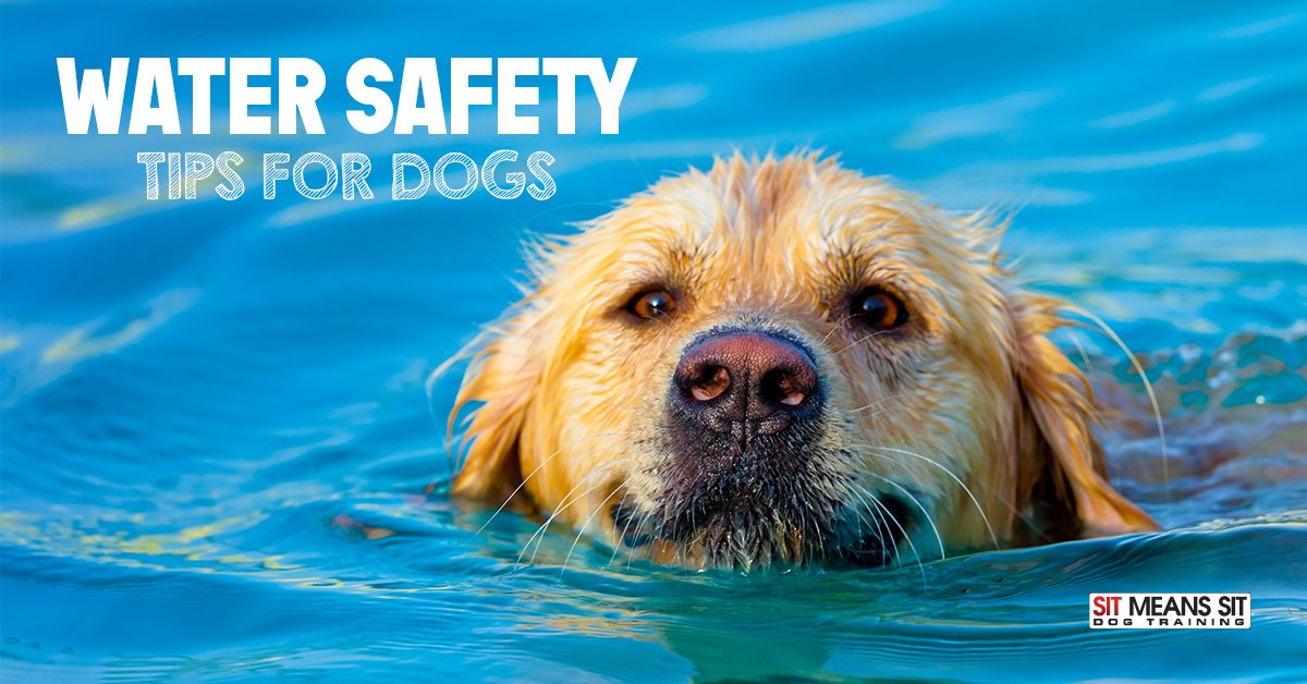 Check out these #WaterSafetyTips for Dogs in our most recent blog post! #WaterSafety #DogSafety - sitmeanssit.com/dog-training-m…