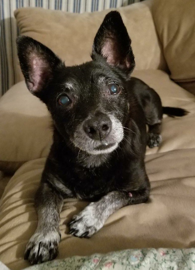 k_munk's tweet photo. On a cheerier note, here is a picture of my dog. #bestguyiknow https://t.co/hvF8R5G29w