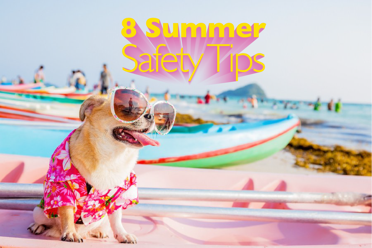UnleashedLife's tweet photo. 🌺🌸 Keep your pup safe and healthy with 8 Summer Tips! 🌺🌸
Check out out new blog post here- https://t.co/AqGBB3HbgM https://t.co/QqpOUGwuun