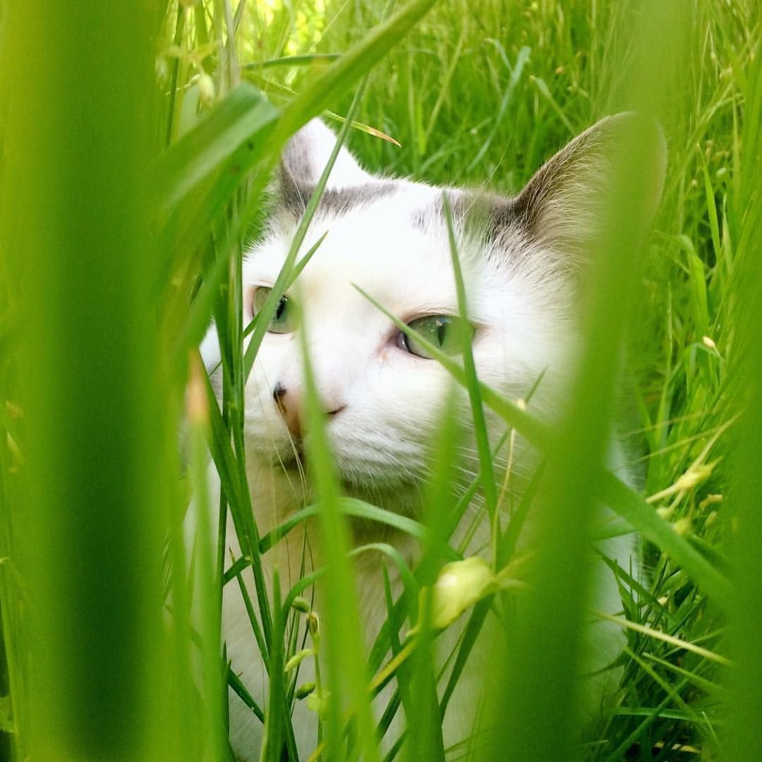 WayofCats's tweet photo. NEW POST: The Ambush Imperative -- we might not realize how this completely dominates our cat's behavior #whycatsdothat #petsitesunite https://t.co/1qVsOL4joN https://t.co/iSIsasy0pG
