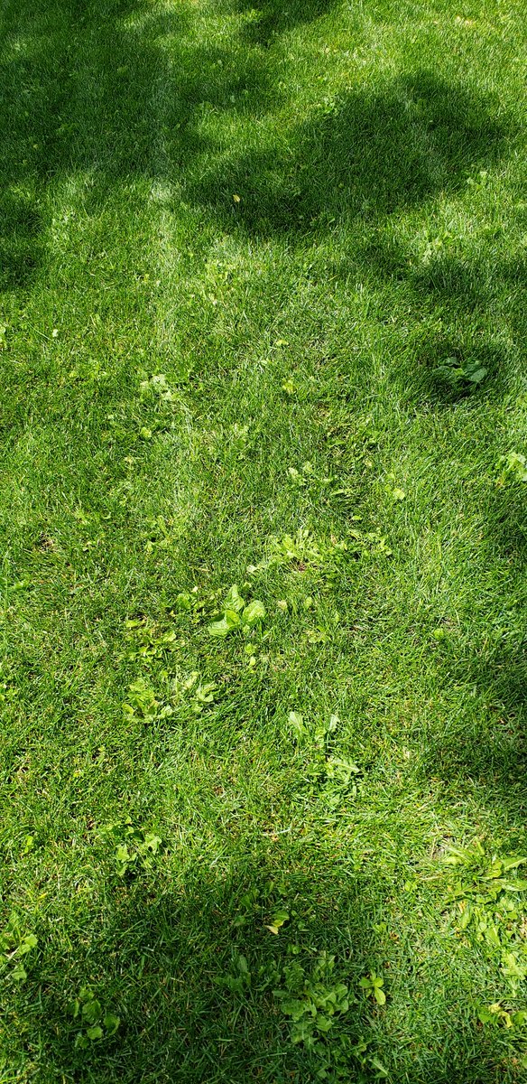 Dhulleman's tweet photo. Paid @WeedManLawnCare for the season to look after my lawn.  I have to say, my weeds in the lawn have never looked as full and healthy as they do now!   Dont buy their shit, it does not work.  I never had more weeds since I hired them.  Should just call themselves Weedmancare... https://t.co/rciJnWpNmx