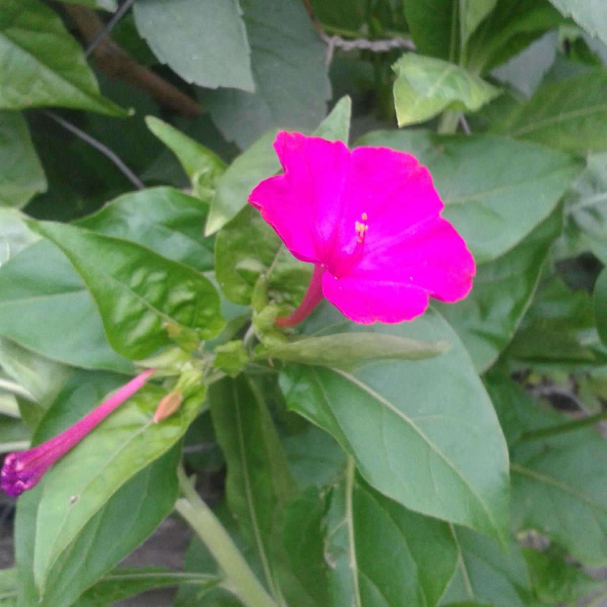 Adem Aslan tweet media