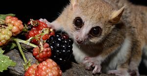 LouisianaLemur's tweet photo. Did you know that #mouselemurs are the worldβs smallest #primates? #Female mouse lemurs can sleep in tree holes throughout most of the #dryseason and wake up when the #rains come.
πΈ: Duke Lemur Center
#louisianalemurfoundation #lemurlove #prosimians #savingspecies #conservation https://t.co/bdo1qIQy1q