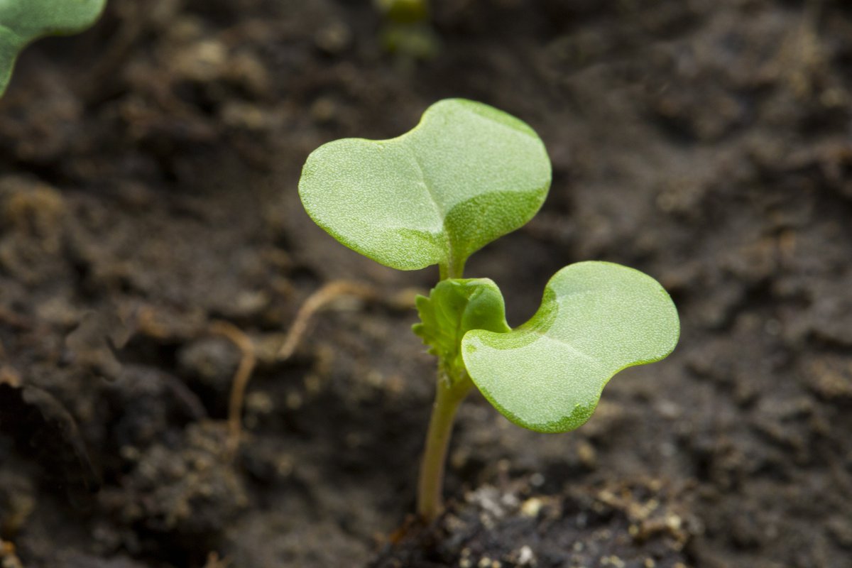 licensetofarm's tweet image. "Pesticides are a revolutionary technology in agriculture. They are incredibly targeted in what they do," explains @nozzle_guy in #LicenseToFarm. bit.ly/2LkyudD