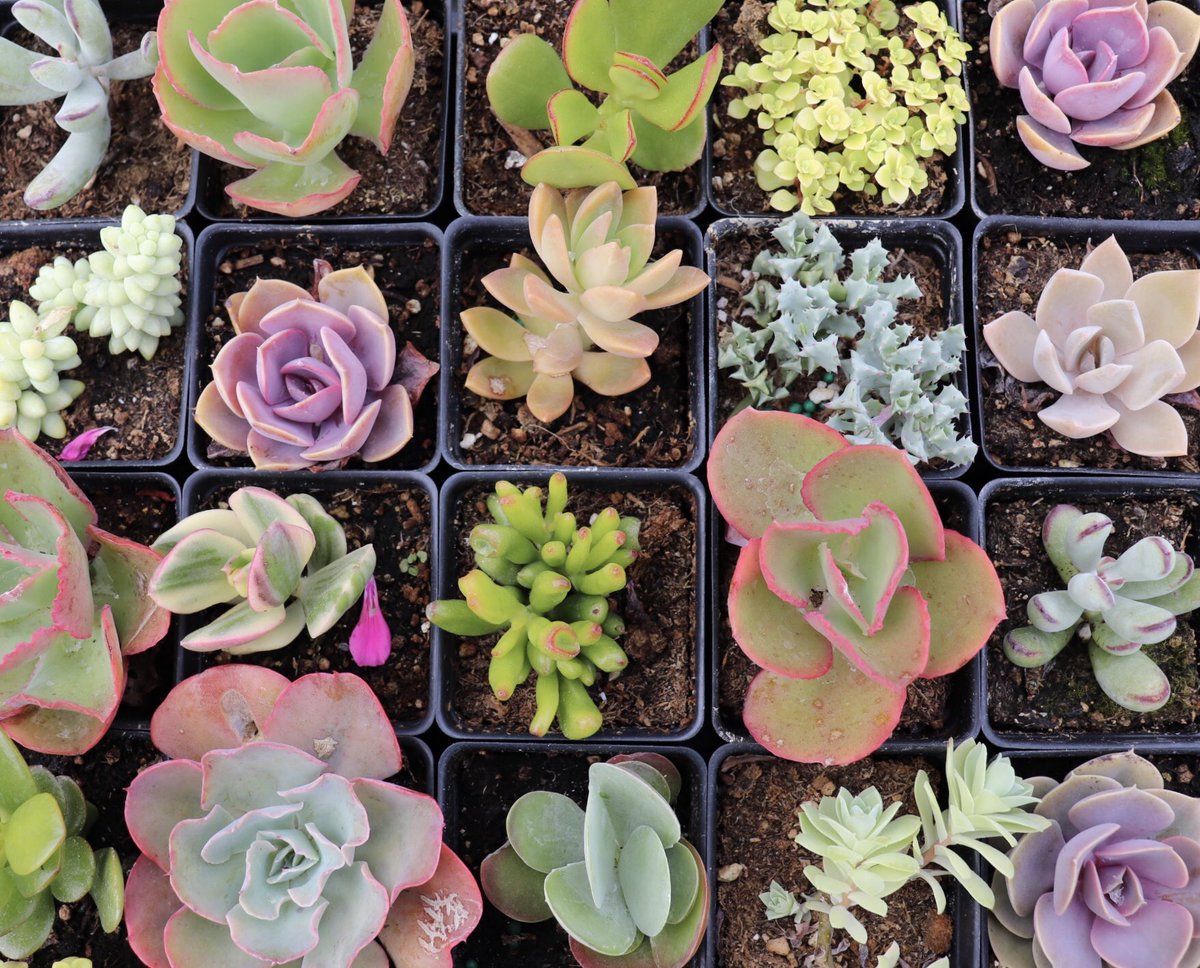 Succulents from Gast Farms’ stand!😍