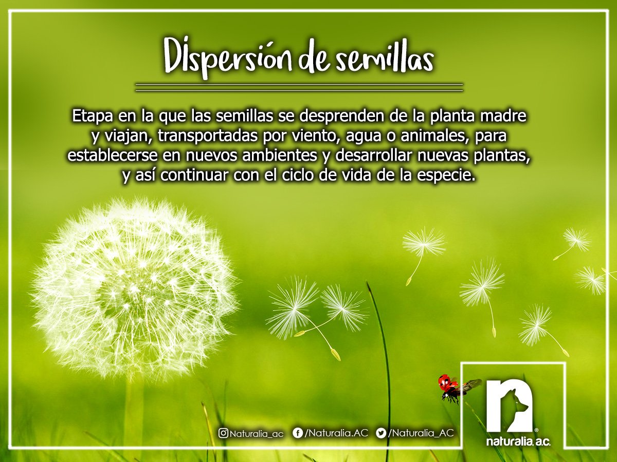 DISPERSIÓN DE SEMILLAS Etapa en la que las semillas se desprenden de la  planta madre y viajan, transportadas por viento, agua o animales, para  establecerse en nuevos ambientes y desarrollar nuevas plantas,, image size:1200x900