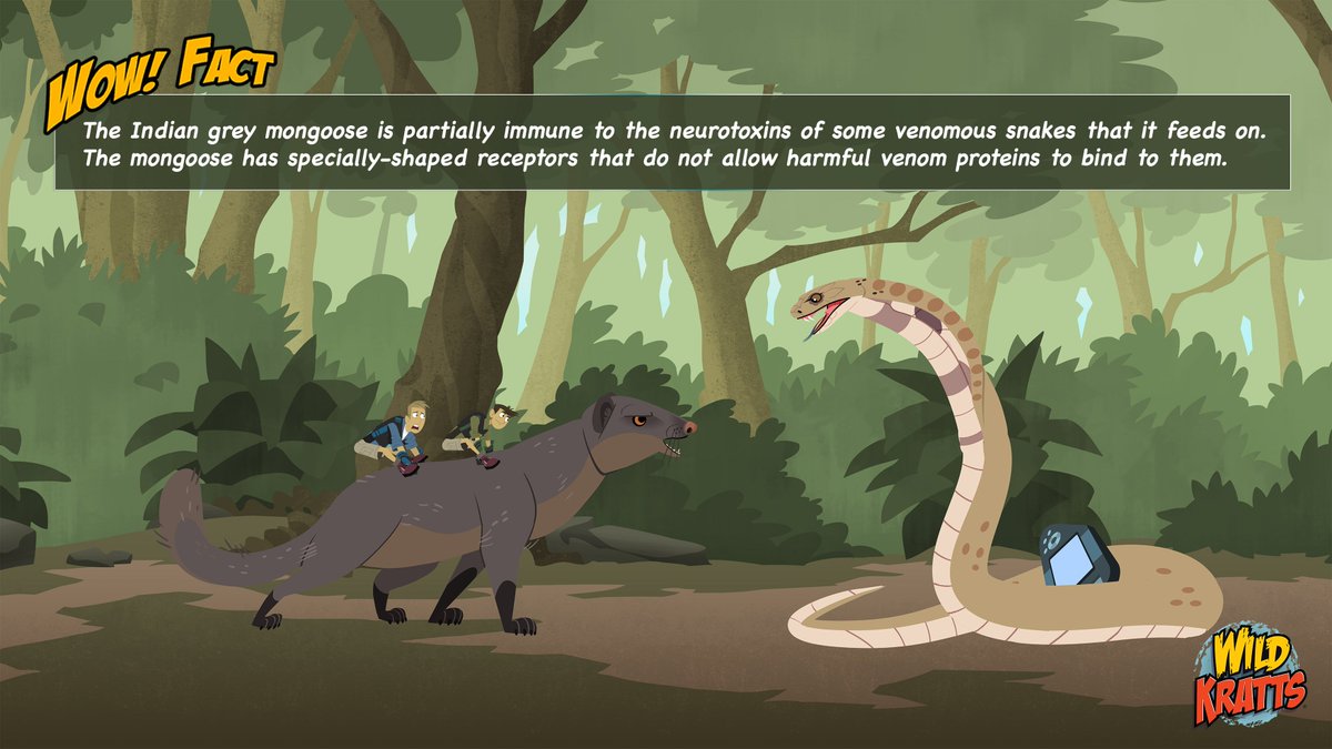 TheKrattBros's tweet photo. Although the Indian grey mongoose is known for its snake-fighting abilities, they are 
opportunistic hunters that can feed on various prey like birds, rodents, lizards, insects, scorpions, berries, eggs and carrion #WOWFact #WildKratts #Mongoose #CreaturePowers #CreatureAdventure https://t.co/wDHtS4DQ76
