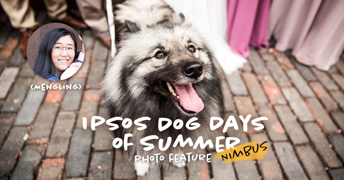 IpsosCanada's tweet photo. Meet Nimbus, a 3 year-old Keeshond who is today's Ipsos Dog Days of Summer featured pet belonging to Mengling Chen of our Toronto office. Nimbus is a true performer - she can high-five, speak, sit, lay down, roll over, stand, spin, and dance! #pets https://t.co/sqHIZTTGjt