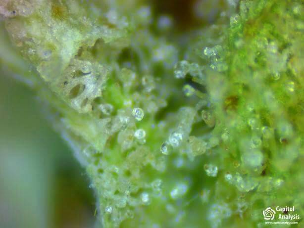 cap_analysis's tweet photo. Indica strains generally contain more Guaiol than others. The smell is fresh and piney. Just like the great Pacific Northwest!
#capitolanalysis #cannabis #testing #proficiency #science #indica #guaiol
https://t.co/yQppVSVKHE https://t.co/oS2JZN9hBG