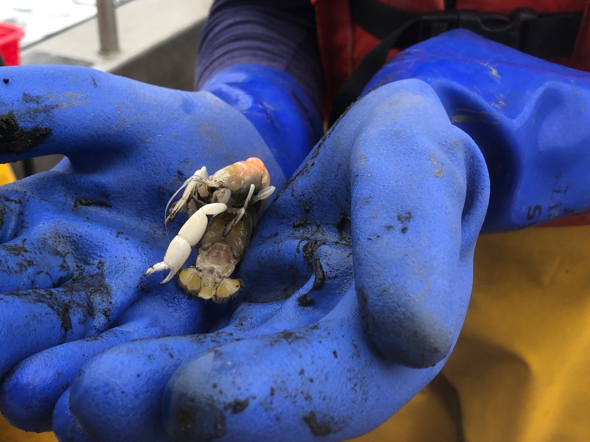 EcologyWA's tweet photo. We’ve begun the state’s first large-scale program that measures the size of seafloor creatures in Puget Sound. The data will tell us more about the health of Puget Sound.  Check out the audiocast https://t.co/vwOg3Tt6rL  #SavePugetSound https://t.co/EDgHLf4dNx