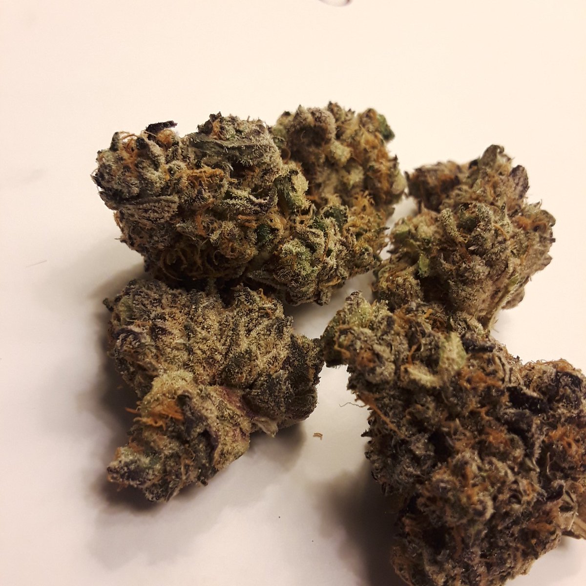 The_Real_WB's tweet photo. ⛽🚨🌏🔥💨💨COOKIE FACE🚨⛽🔥💨💨(DOSIDO &amp; GSC)🍪🍪 #Dank #Loud #Fiyah #SmokeLikeMe #HighAF @CANNiLIVE @MarijWannaMeet @HighStonedThots @sashaINdacuh @CLyK76 @_jena4n @LARRYIRBY6 @james_bong13 @DollarBlazeClub @5tonergirl420 @HazyHula @im420forsure @HempTemptress @ladybuggedhc ⛽ https://t.co/ZH2a0G5r83