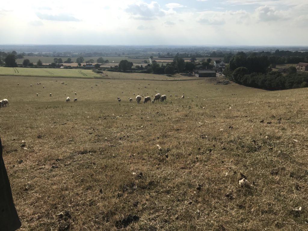 lovefarmingltd's tweet photo. What a difference a year makes. I don’t know who needs a drink more me or the grass ha. 🙈. #drought #sheep365 #keepsmiling https://t.co/t06GcVnGe0