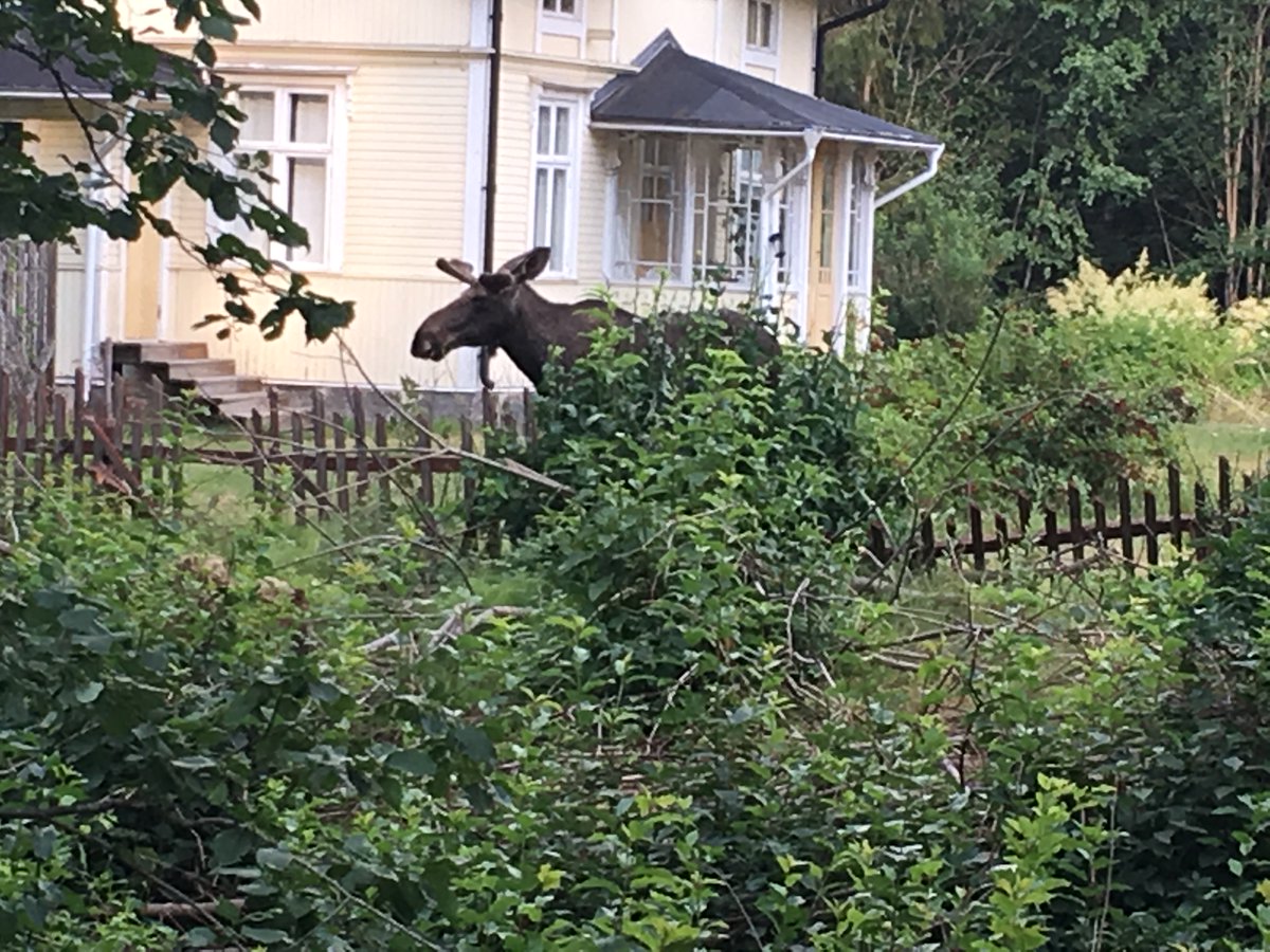 skidprasten's tweet photo. Ikväll stod jag och min närmsta granne och åt vid varsin buske. (Hallon på min meny!) Jag tycker han är ganska stilig, faktiskt, nu när jag har fått spana in honom på lite närmre håll. Jag kan kanske ha överseende med att han pallar äpplen hos mig på nätterna... https://t.co/wTwld8Qom6