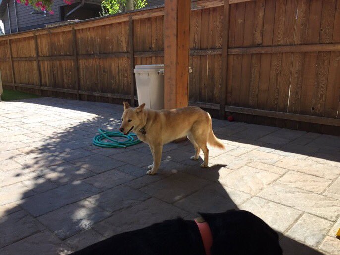 RiverParkDogs's tweet photo. This girl pooch was found wandering the streets in SW Calgary. She’s safe now but does anybody know who her humans are? https://t.co/3rWKbYK9tc